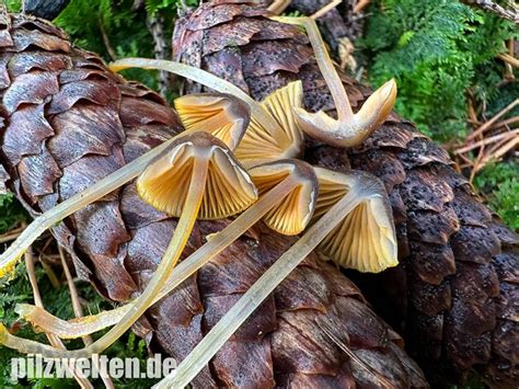 Orangeschneidiger Helmling Feuriger Helmling Mycena Aurantiomarginata