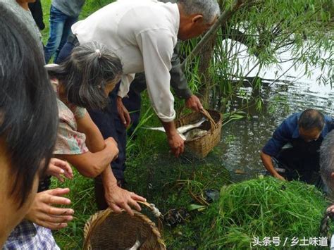 農村集體捉魚一網下去幾個人分分魚很熱鬧 每日頭條