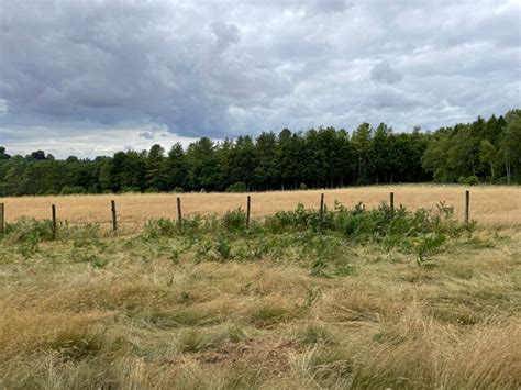 Grazing South Of Ashe Park Copse Mr Ignavy Geograph Britain And