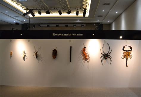 Insects Exhibition On Teo