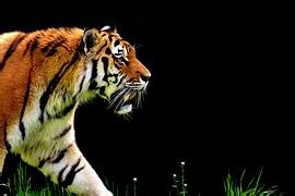 animals tiger predator young  photo  pixabay