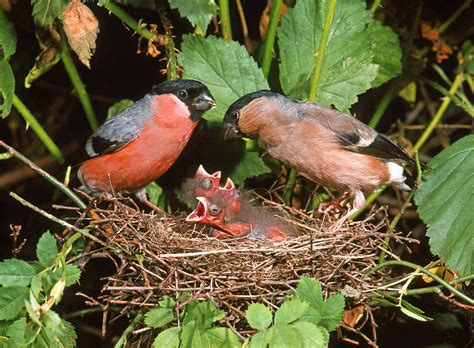 Pair Bullfinches at nest in Wild Rose. | Taken 27 July 1975 … | Flickr