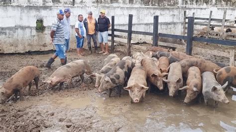 SUÍNOS ATÉ UMAS HORAS EM CARUARU PE ALÉM DE CAPRINOS E OVINOS 04 07