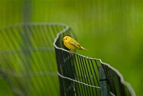 48 Hours of Birding (and Other Things): New York City | Audubon