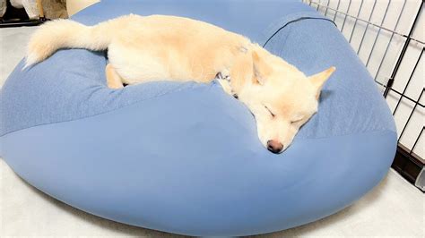 思いっきりダイブしてからのスヤァ「人をダメにするソファ」の虜になった柴犬 おたくま経済新聞