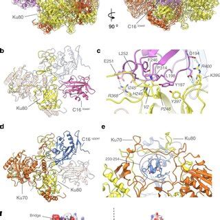 Structure Of The C Ku Complex A Orthogonal Views Of The Atomic