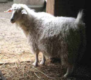 British Alpine Goat Origin Characteristics Uses Photo