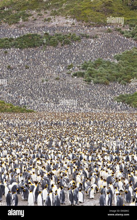 King Penguins in the world's second largest King Penguin colony on ...