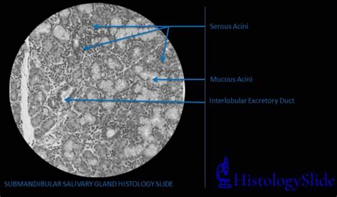 exocrine gland histology Archives - HistologySlide