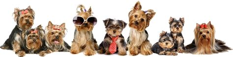 5 Essential Tips To Turn Your Yorkie Into A Happy, Healthy Companion