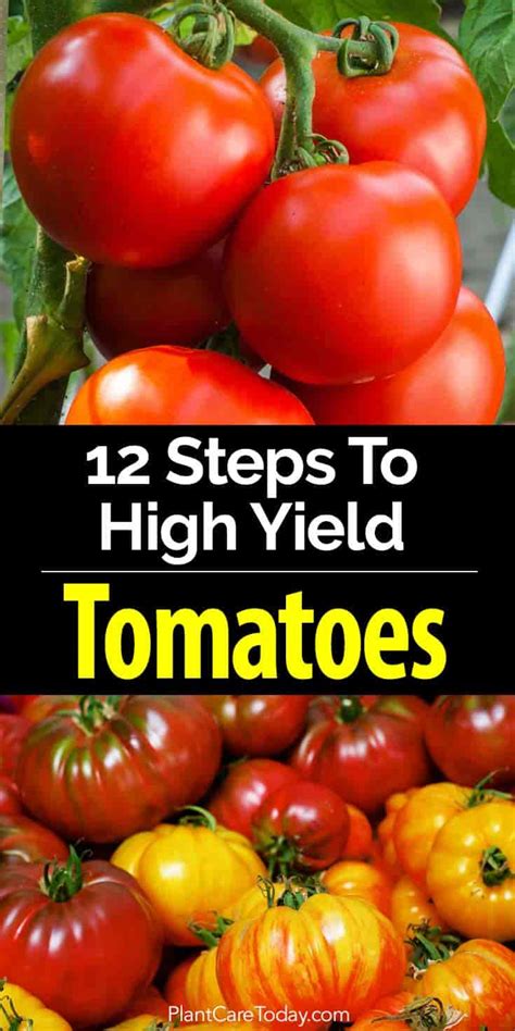 12 Steps To High Yield Tomatoes 50 80 Lbs Per Plant