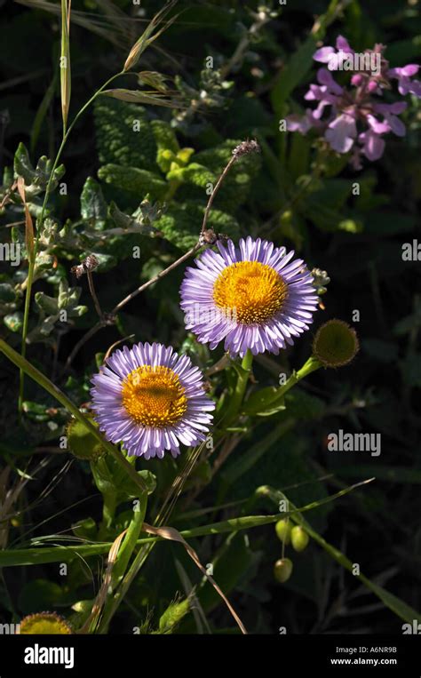 Seaside Daisy Erigeron Glaucus Stock Photo Alamy