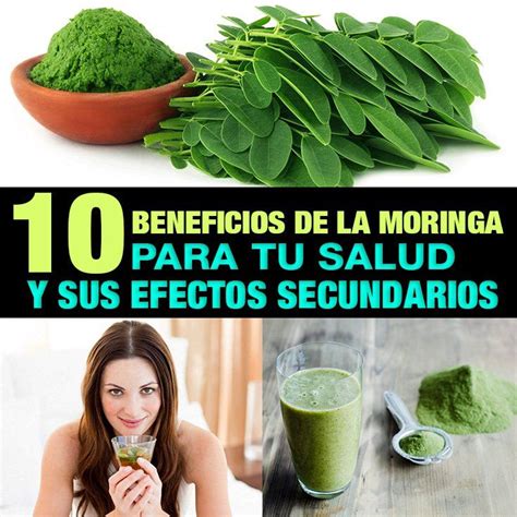 Beneficios De La Moringa Para Tu Salud Y Sus Efectos Secundarios