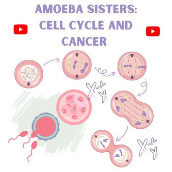 VIDEO WORKSHEET - Amoeba Sisters CELL CYCLE AND CANCER by The Biology Chick