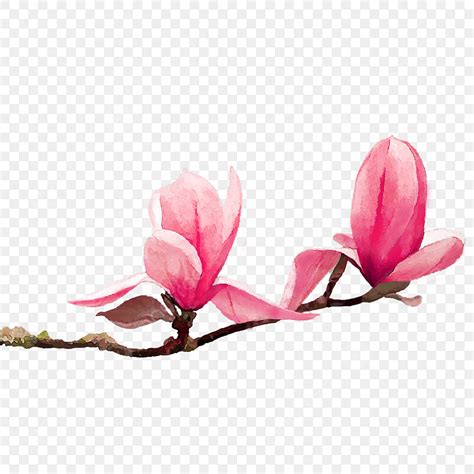 Watercolor Pink Flowers Clipart Vector, Pink Magnolia Flower Watercolor, Magnolia, Hand Painted ...