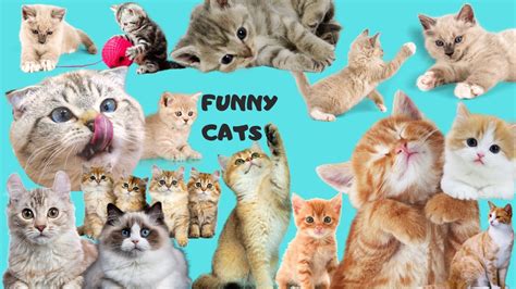 Funny Cats Youtube