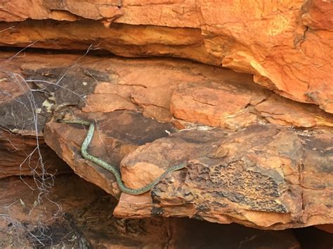 Deadly snakes, cooking temperatures and a rock – the Australian Outback ...