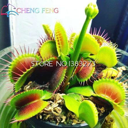 Dionaea Muscipula Venus Flytrap Seeds Pcs Pack Bestseedsonline