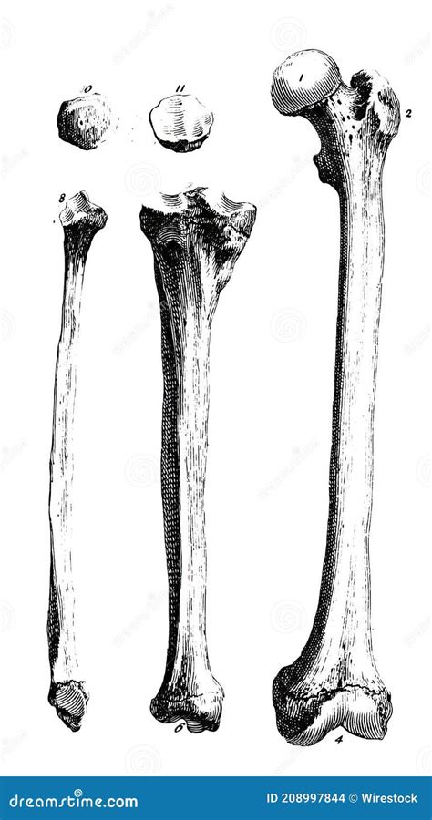 Illustrazione Verticale Dei Diversi Tipi Di Ossa Di Un Corpo Umano