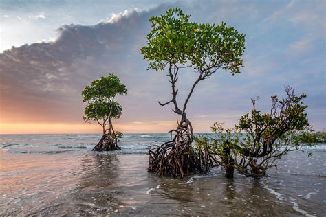 fungsi  peran hutan mangrove terhadap manusia  lingkungan