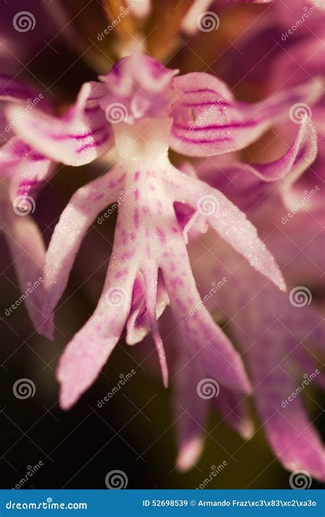 Orchis Royalty Free Stock Photography CartoonDealer 11632805