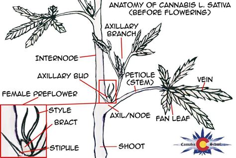 Sexing Cannabis How To Tell The Difference Between Young Male Vs Female Cannabis Plants