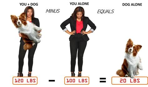 Maltipoo Growth Chart. Maltipoo Weight Calculator.