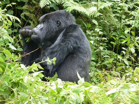 Days Lake Bunyonyi With Gorilla Tracking Safari In Bwindi Forest