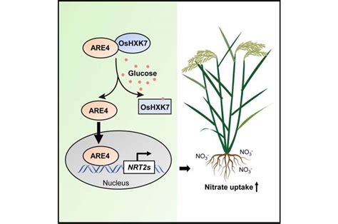 Scientists Reveal Molecular Interaction Of Carbon Nitrogen Metabolism