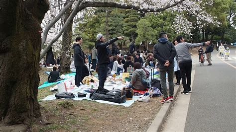 代々木公園の桜 週末 お花見で大混雑 トイレ待ちが長蛇の列 2019330 Sakura Youtube