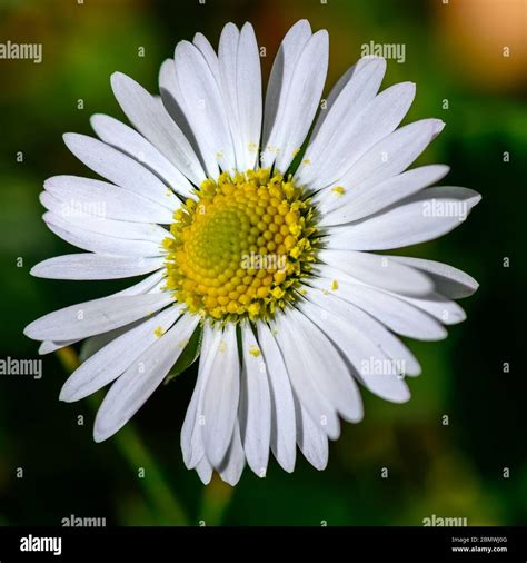 Common Daisy Leaves High Resolution Stock Photography and Images - Alamy