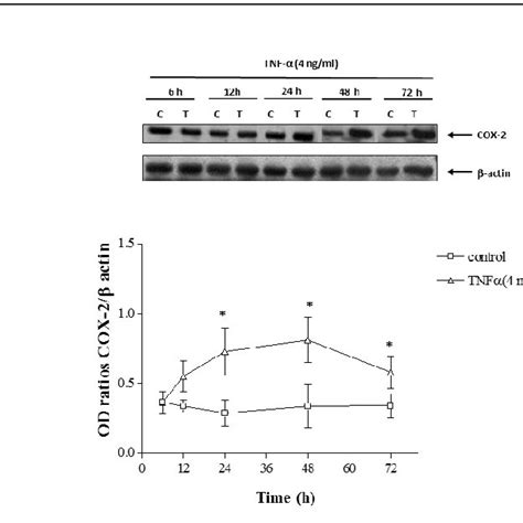 Western Blot Analysis Showing Tnf α Concentration Dependent Induction Download Scientific