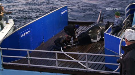 Tracking A Great White Shark Off The Jersey Shore Video Nj