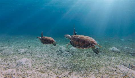 Culebra Island Snorkel & Kayaking Tour | Kayaking Puerto Rico