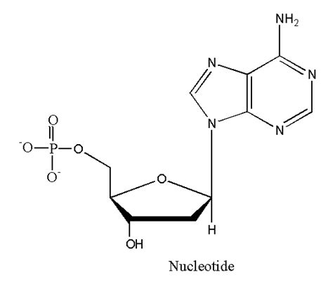 Introduction To Nucleic Acids-Structure-Biosynthesis-Functions