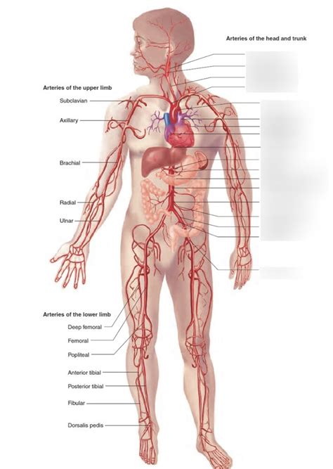 Arteries Of The Head And Trunk Diagram Quizlet