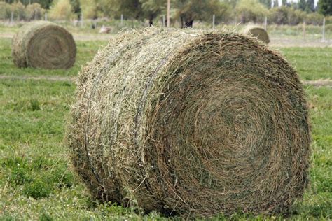 Presentaron Una Línea De Crédito Para El Desarrollo De Pasturas En El Sudoeste Bonaerense