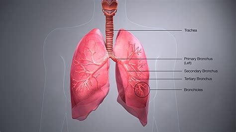 Tracheobronchial Tree Physiopedia