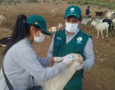 MINAGRI Vacunación para evitar brotes de brucelosis caprina en Huaral