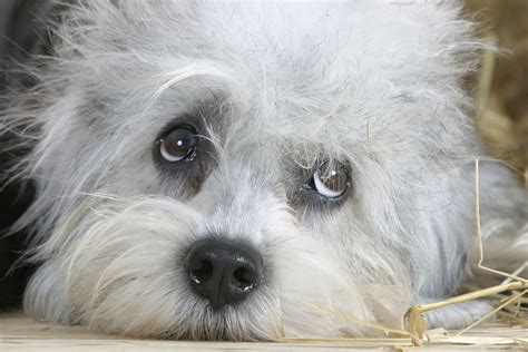 Dandie Dinmont terriers: The dogs with the soulful eyes who can't help