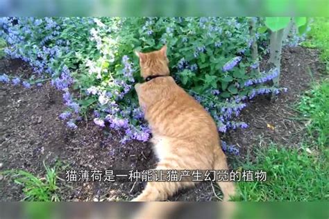 能让猫咪陷入疯狂的猫薄荷，给老虎闻一下，会发生什么？