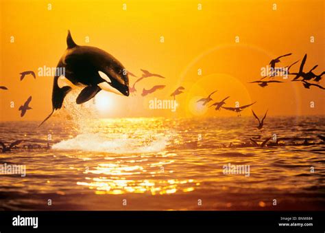 sunset jumping Killer whale / Orcinus orca Stock Photo - Alamy