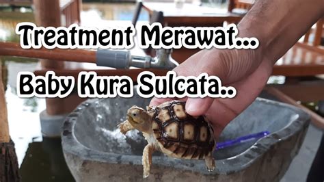 Cara Merawat Baby Kura Kura Darat Sulcata Rumahkurakuraciamis Youtube