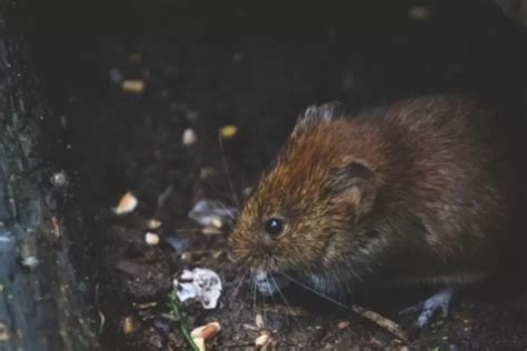 Anti Gagal Cara Mengusir Tikus Di Rumah Cuma Pakai 3 Bahan Dapur Ini