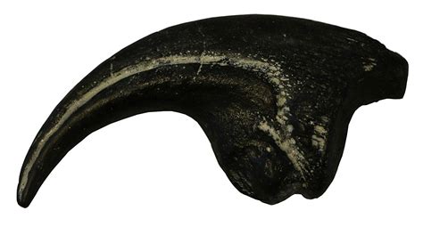 Allosaurus Dinosaur Claw Fossil Replica 7 Dinosaurs Rock