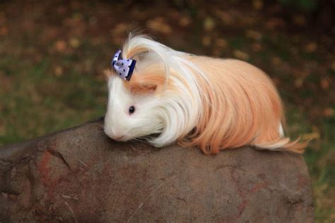 10+ Guinea Pigs With The Most Majestic Hair Ever (Photos) - Relay Hero