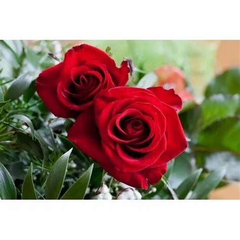 Well Watered Rosa Red Rose Plant For Garden Summer Bloom At Rs