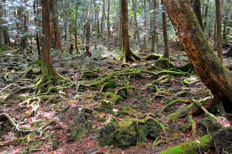 This Is The Dark Side Of Aokigahara Forest AKA The Suicide Hotspot Of ...