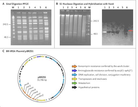 Results Of Pulsed Field Gel Electrophoresis Pfge S Nuclease