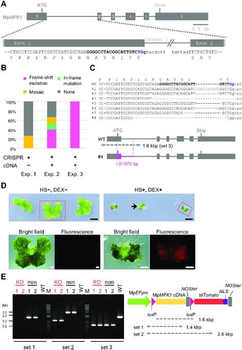 Generation Of Conditional Knockout Mutants Of An Essential Gene A